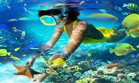 Tiran Island Snorkeling Sea Trip